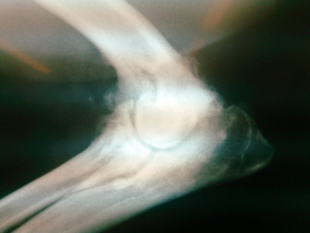 Elbow arthrosis in dog